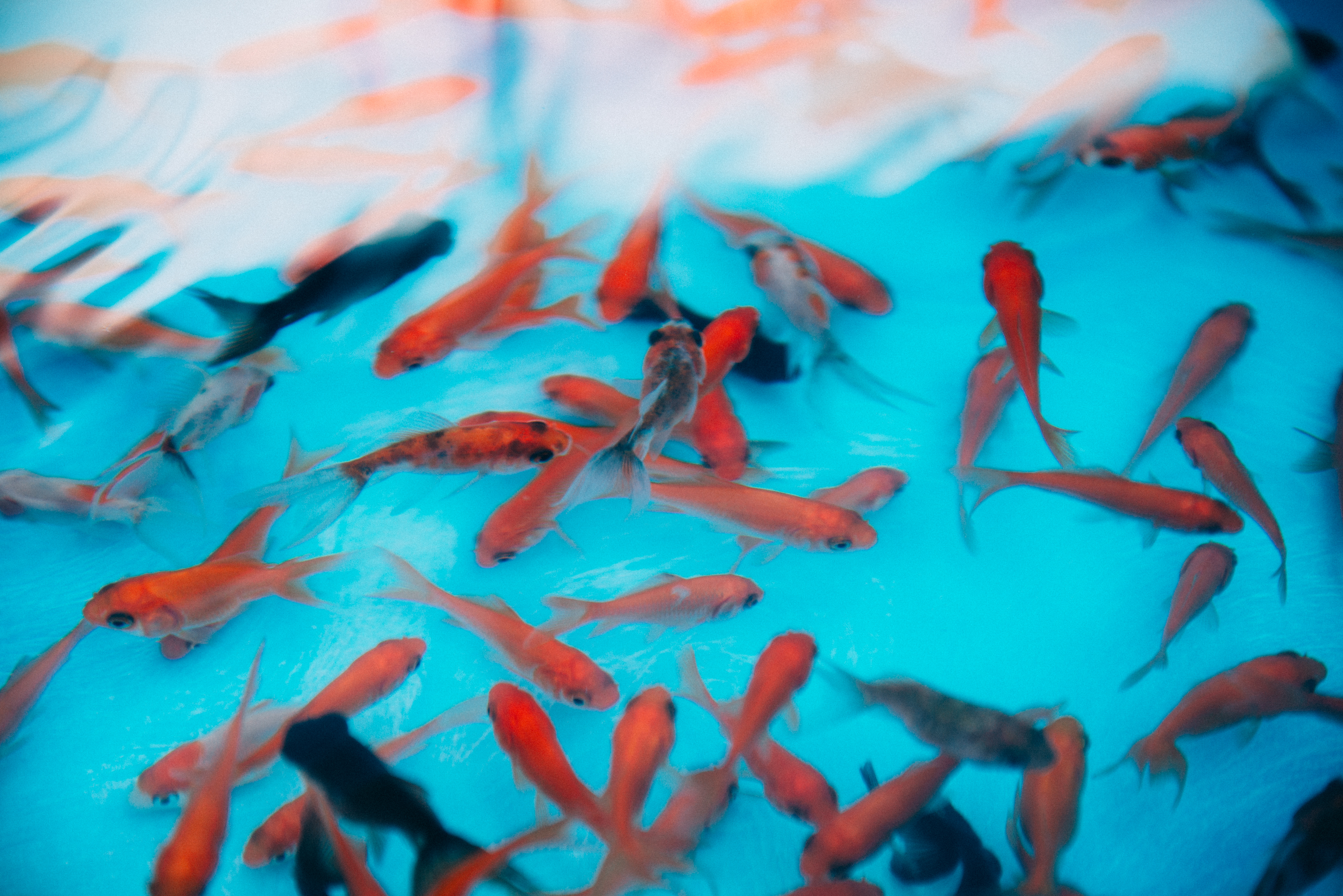 OKINAWA KINGYO MUSEUM 縁日 | 沖縄アウトレットモールあしびなー